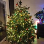 Sapin 2020